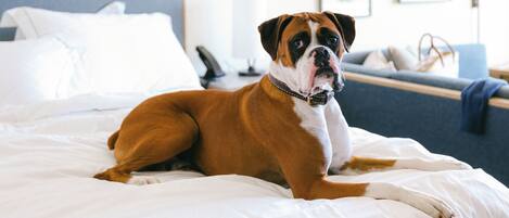Un perro descansando sobre una cama en una habitación de hotel.