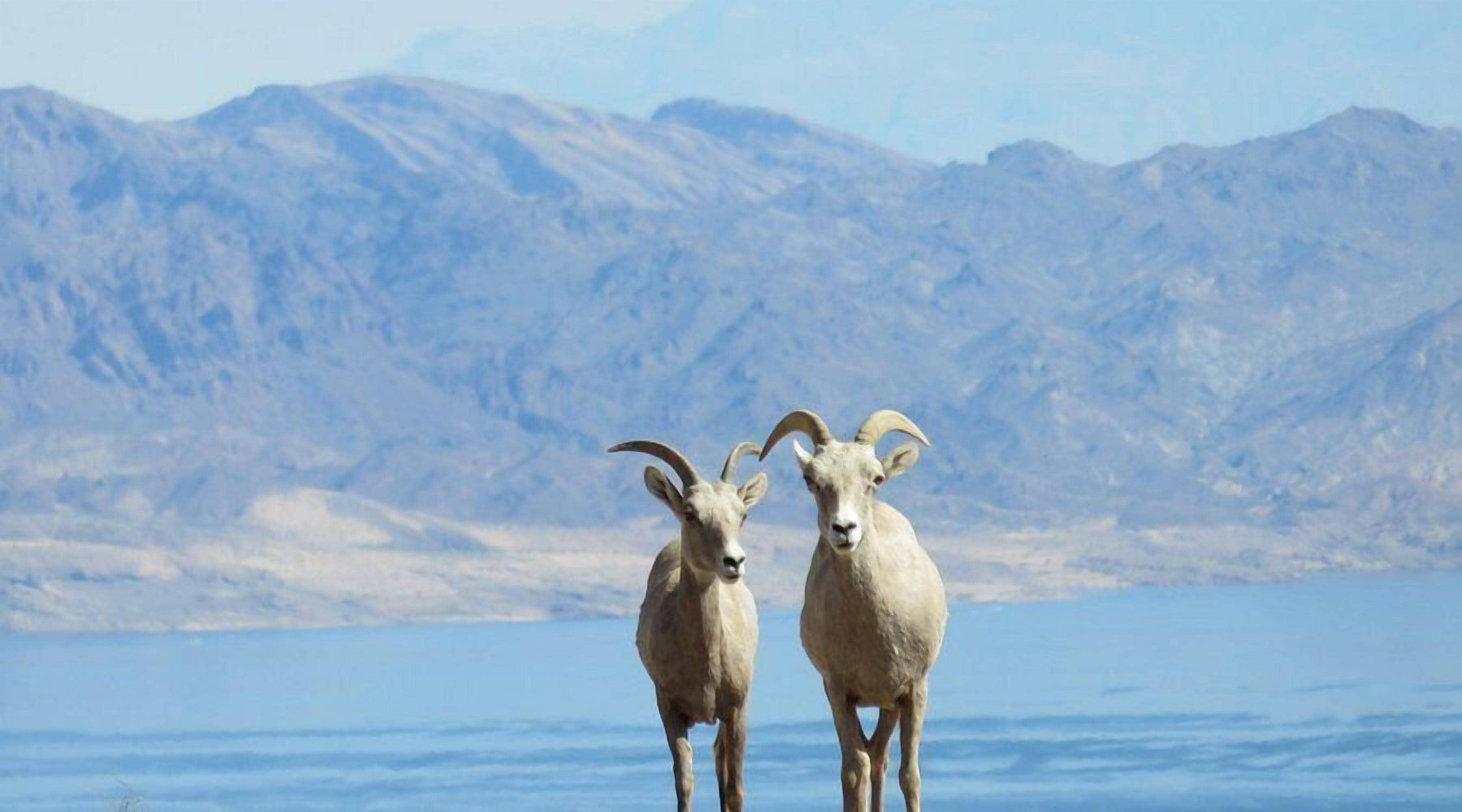 Two mountain goats standing in a body of water with a mountainous backdrop.