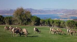 Vistas al campo desde el alojamiento