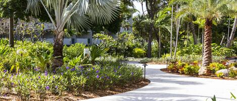 A pathway surrounded by lush greenery and palm trees.