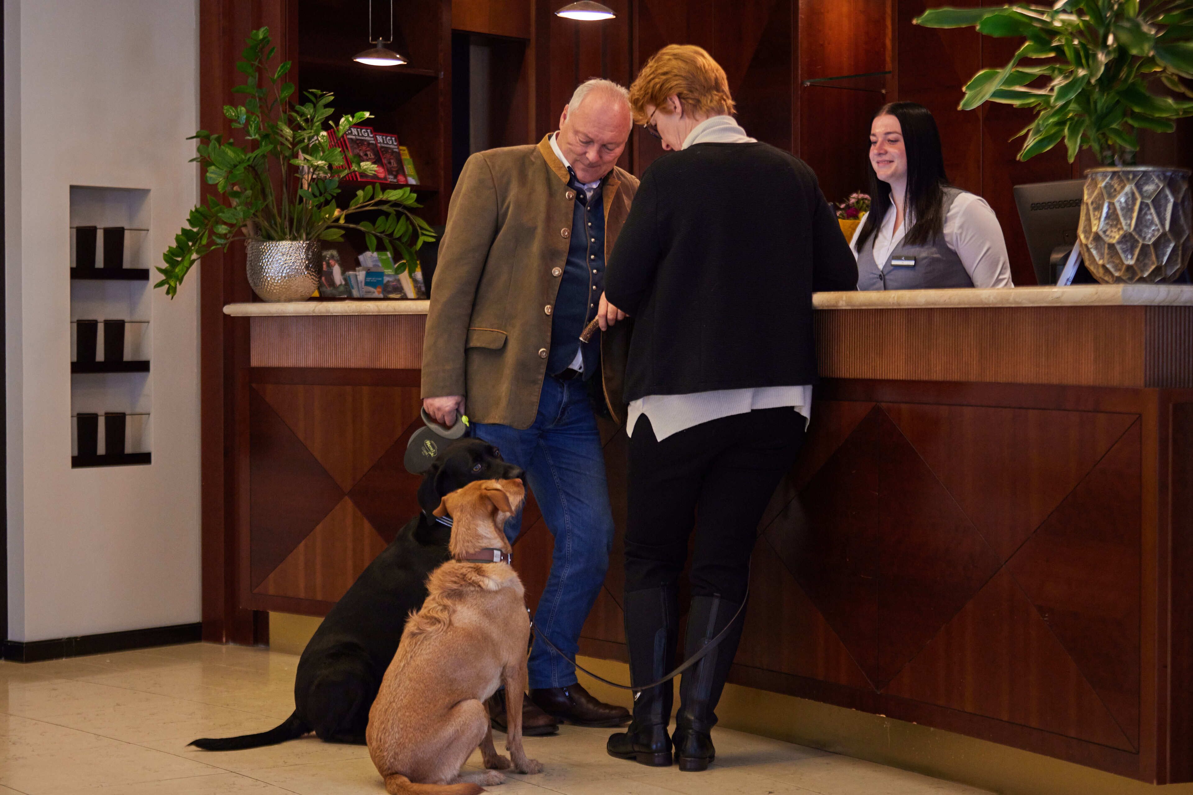 Una zona de recepción con mostrador de madera, una planta en maceta y un perro sentado en el suelo.