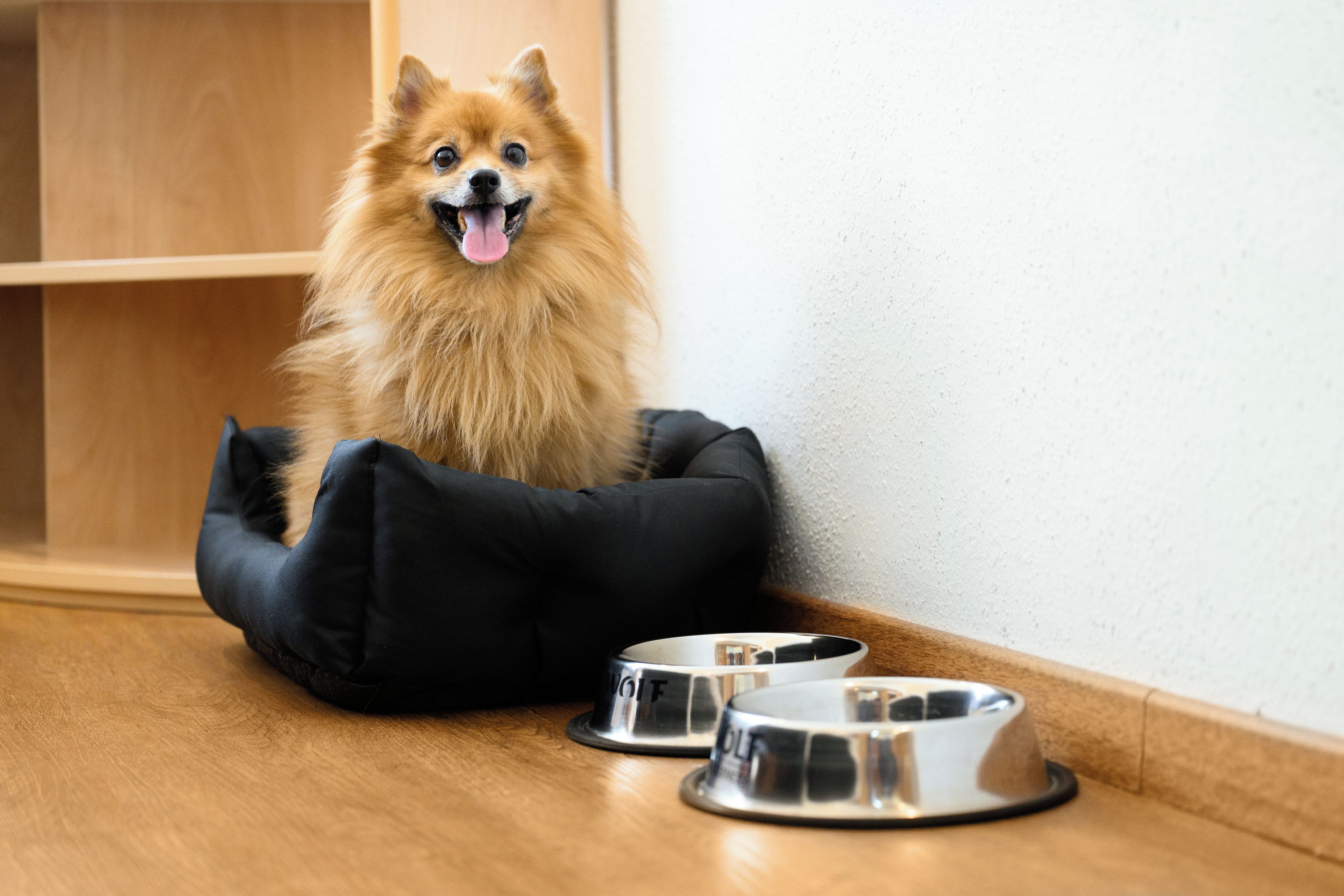 Un perro en una cama para mascotas negra con dos cuencos de acero inoxidable sobre un piso de madera.