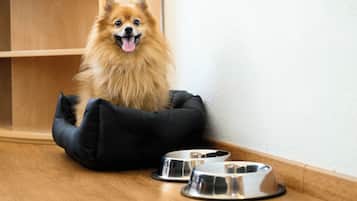 Un chien est allongé dans un panier noir, et deux gamelles en acier inoxydable sont posées sur un plancher en bois.