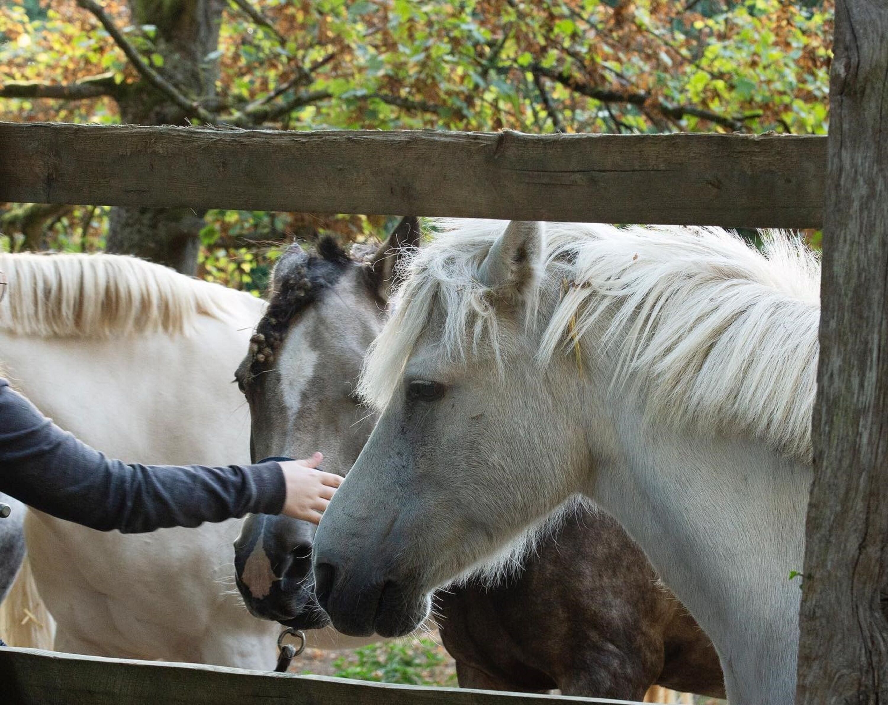 A person petting a white horse in a stable.