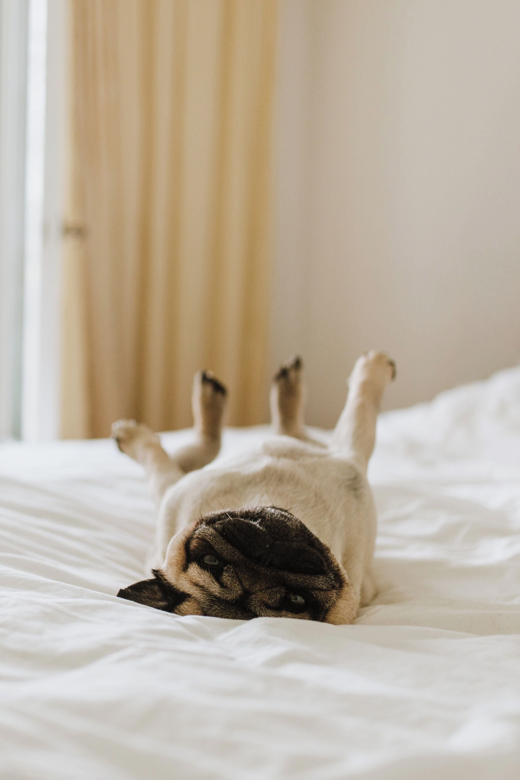 Ein Mops liegt auf einem Bett mit hochgestreckten Beinen, im Hintergrund sind ein Vorhang und eine Tür zu sehen.