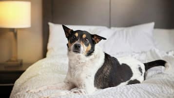 A dog lying on a bed with a white pillow and a lamp in the background.