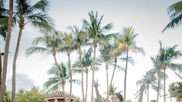 Relax by the pool surrounded by tall palm trees and lounge chairs.