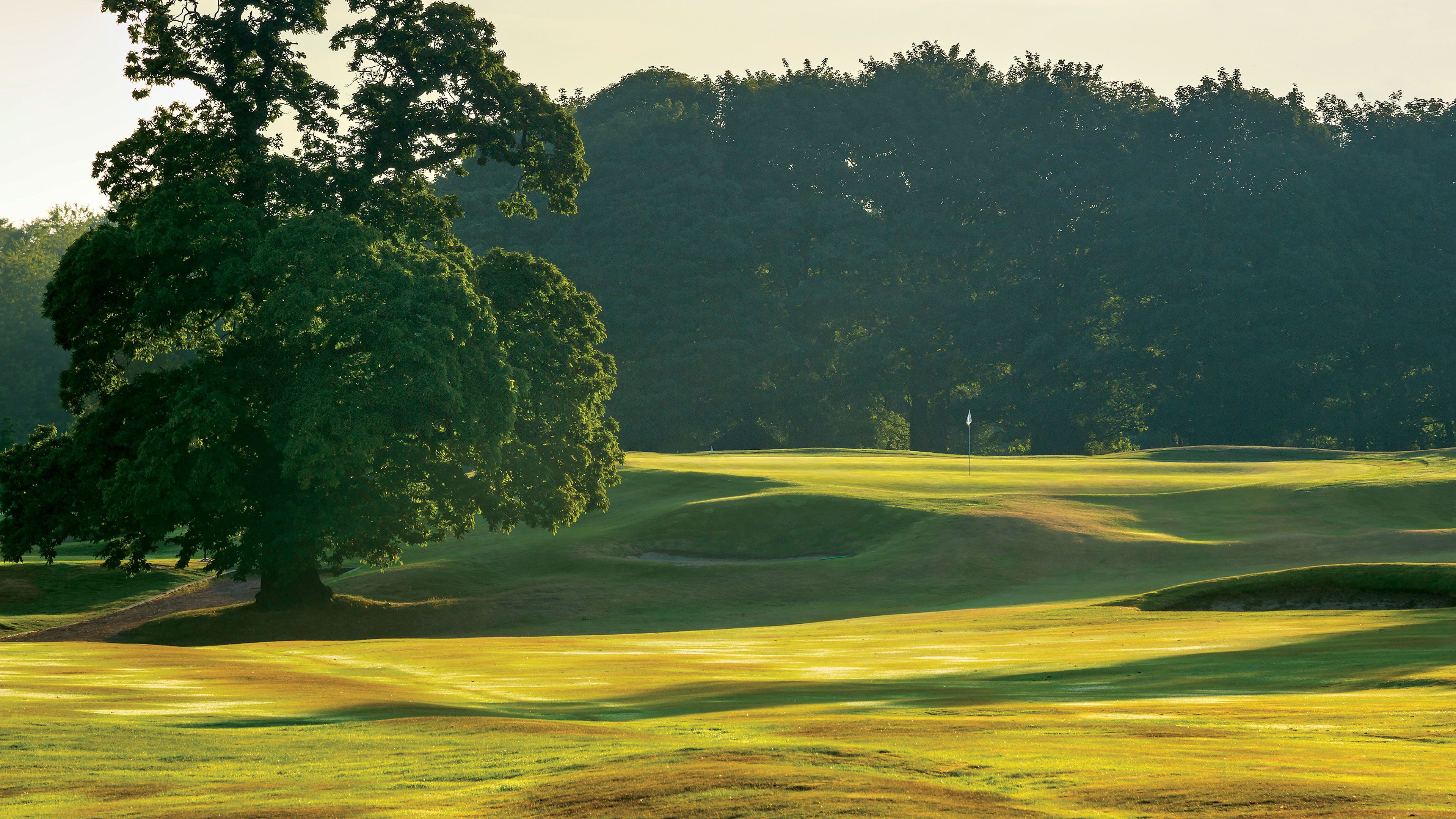 Een golfbaan met glooiende heuvels en een grote boom op de voorgrond.