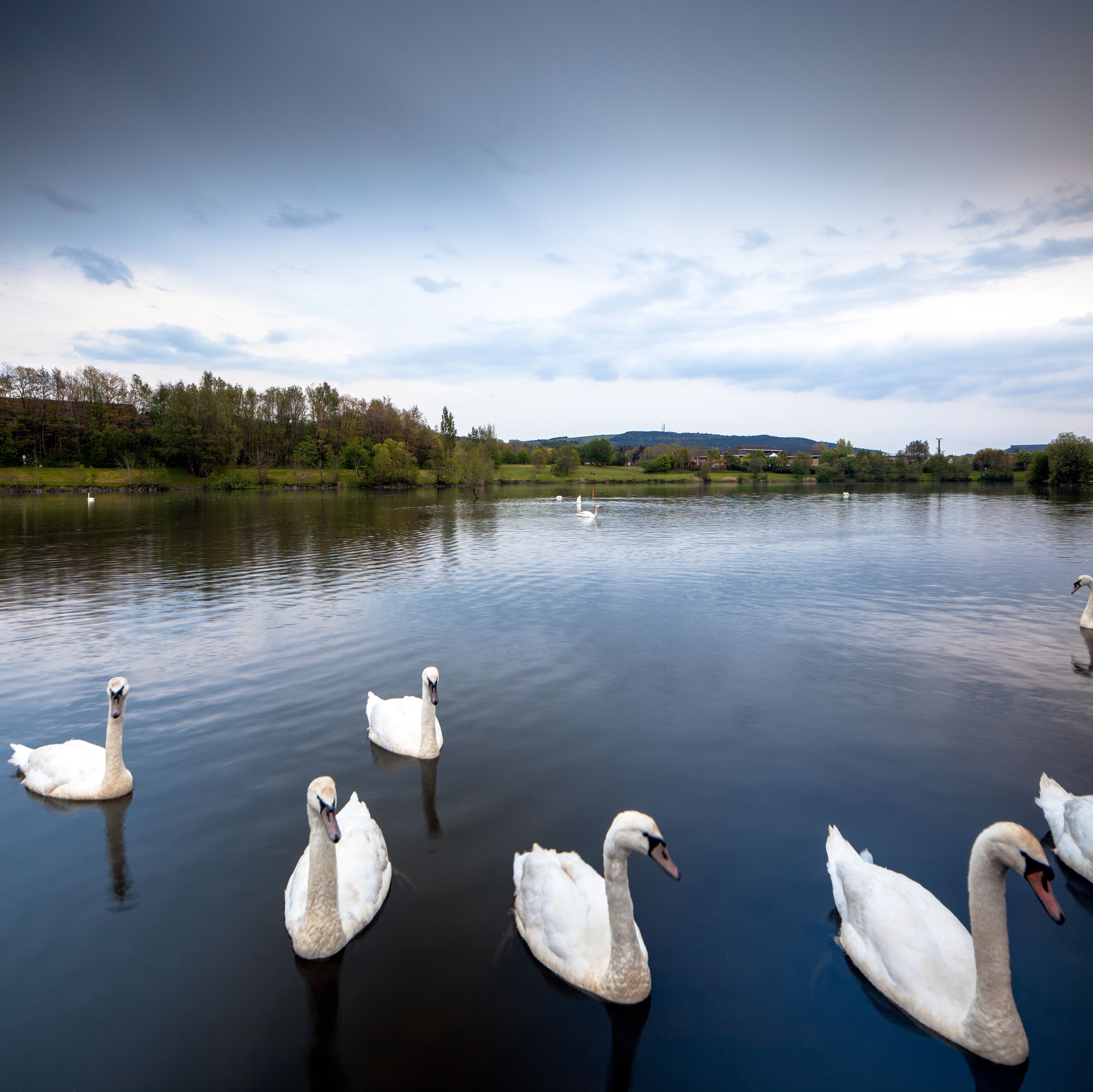 Un lago tranquilo con cisnes nadando.