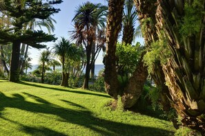 A lush garden with palm trees and a grassy area.