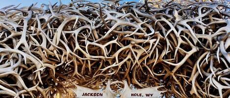A collection of antlers piled up, with signs reading "JACKSON" and "HOLE, WY".