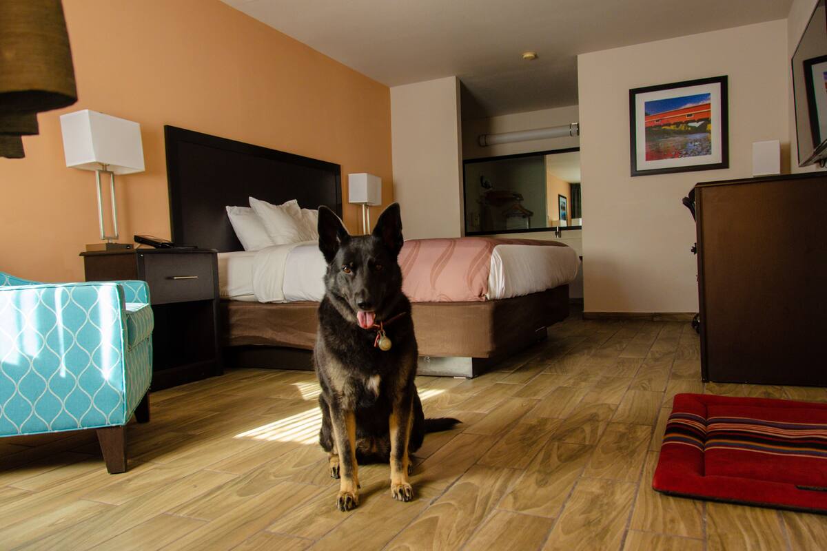 A hotel room with a bed, a nightstand, a lamp, a dog, and a red rug.