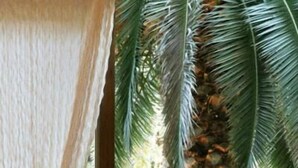 A room with a large window, a bed with a white canopy, two armchairs, a small table with fruits and candles, and a palm tree outside. - Antonios (Archaia Olympia)