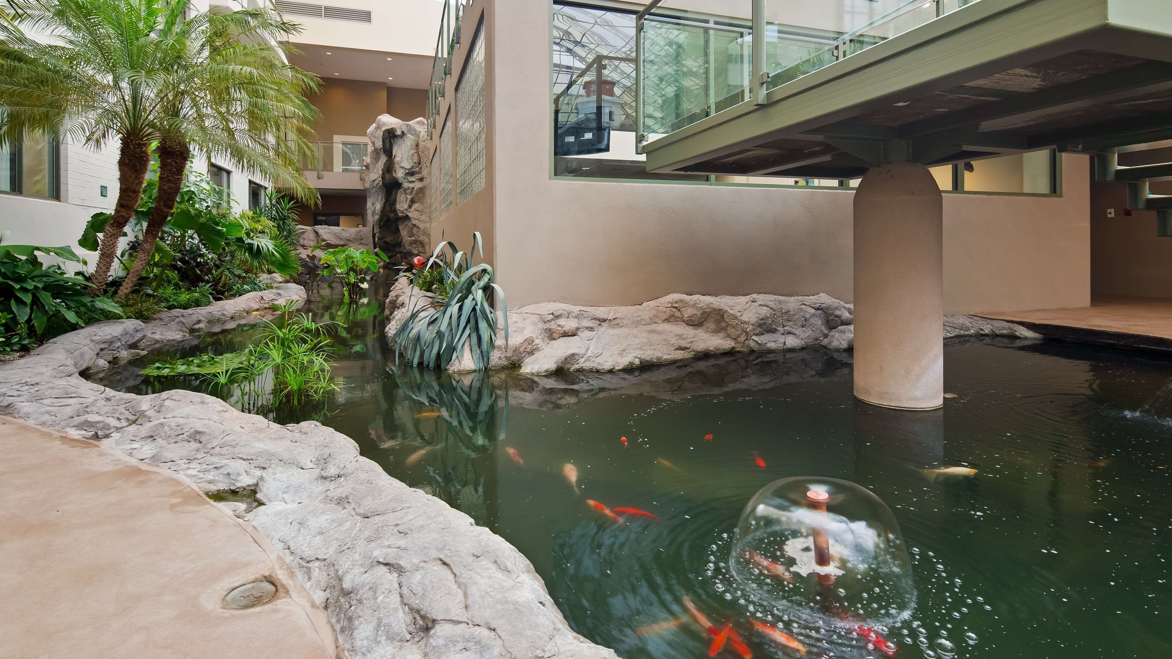 Un estanque interior con peces koi, rocas y plantas, un puente de cristal y un edificio moderno al fondo.