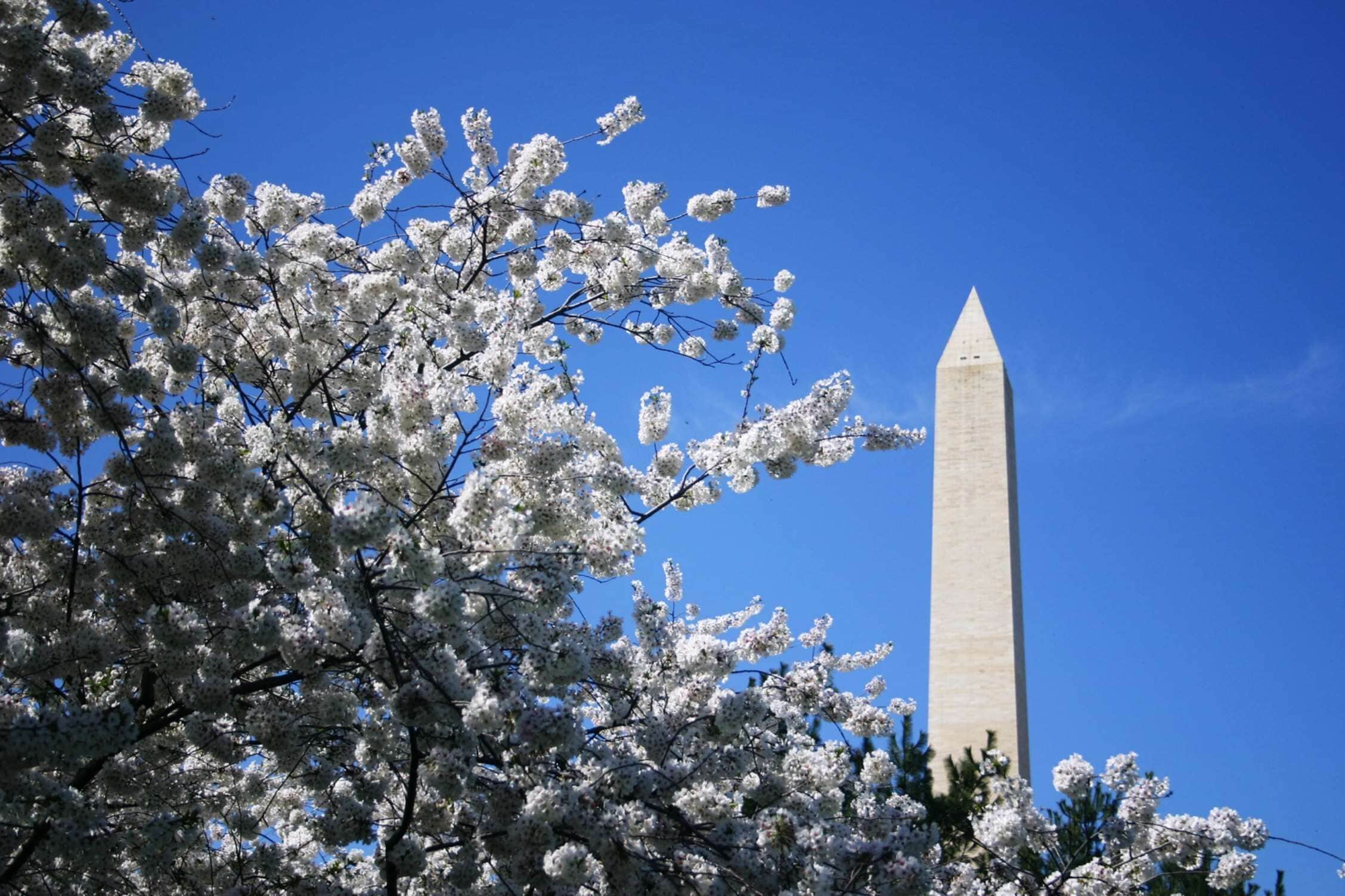 A clear view of the Washington Monument with a cherry blossom tree in the foreground.
