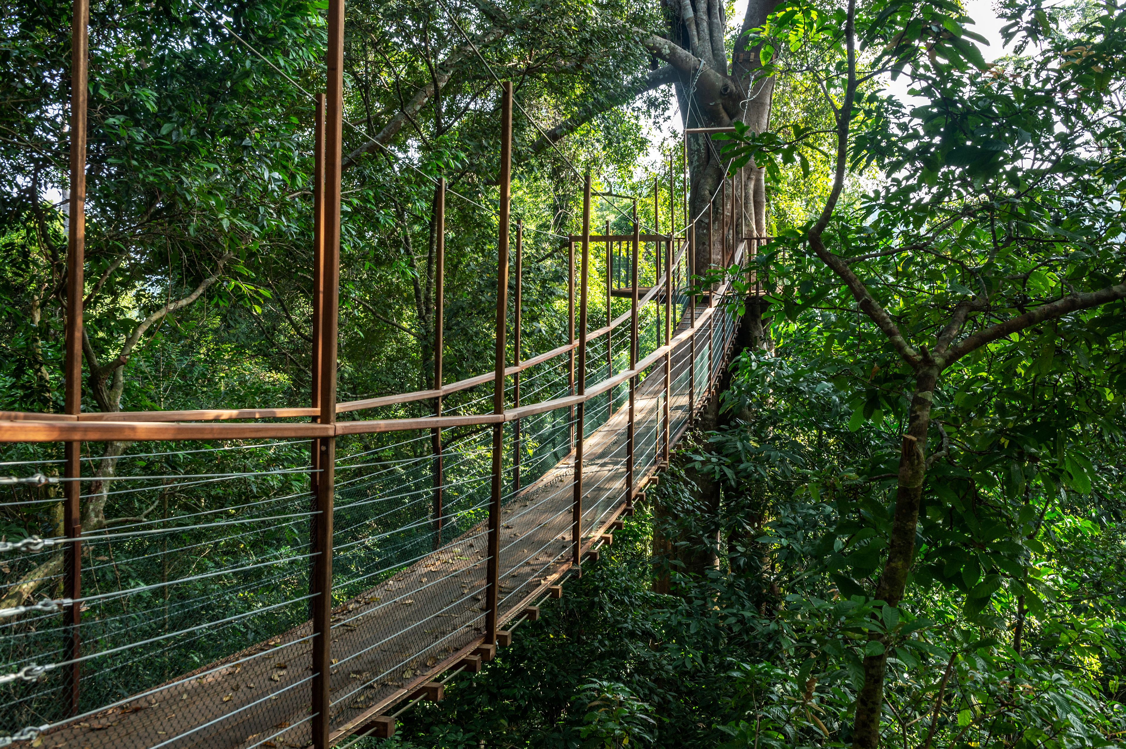 Eine Hängebrücke in bewaldeter Landschaft.
