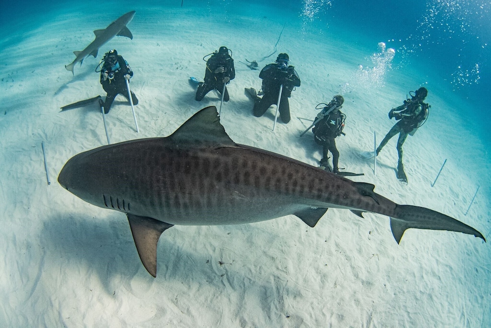 Bimini Big Game Club Resort & Marina by null