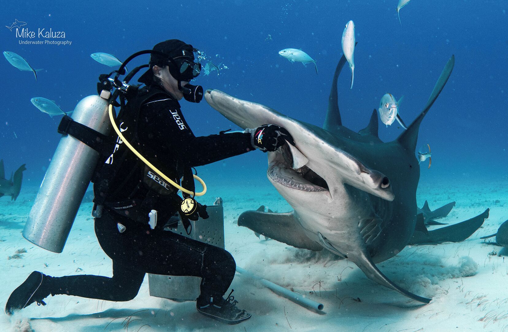 A diver interacting with a shark underwater.