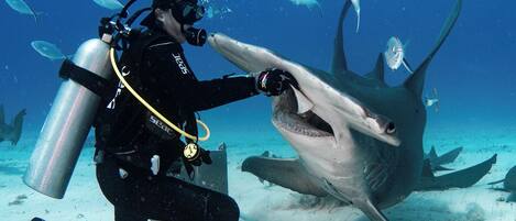 A diver interacting with a shark underwater.