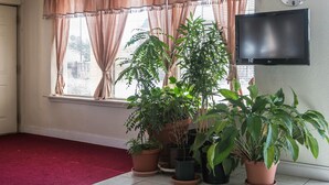 Ein Zimmer mit großem Fenster, Vorhängen, einem Flachbildfernseher und mehreren Blumentöpfen.