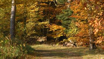 A forested path with trees displaying autumn foliage.