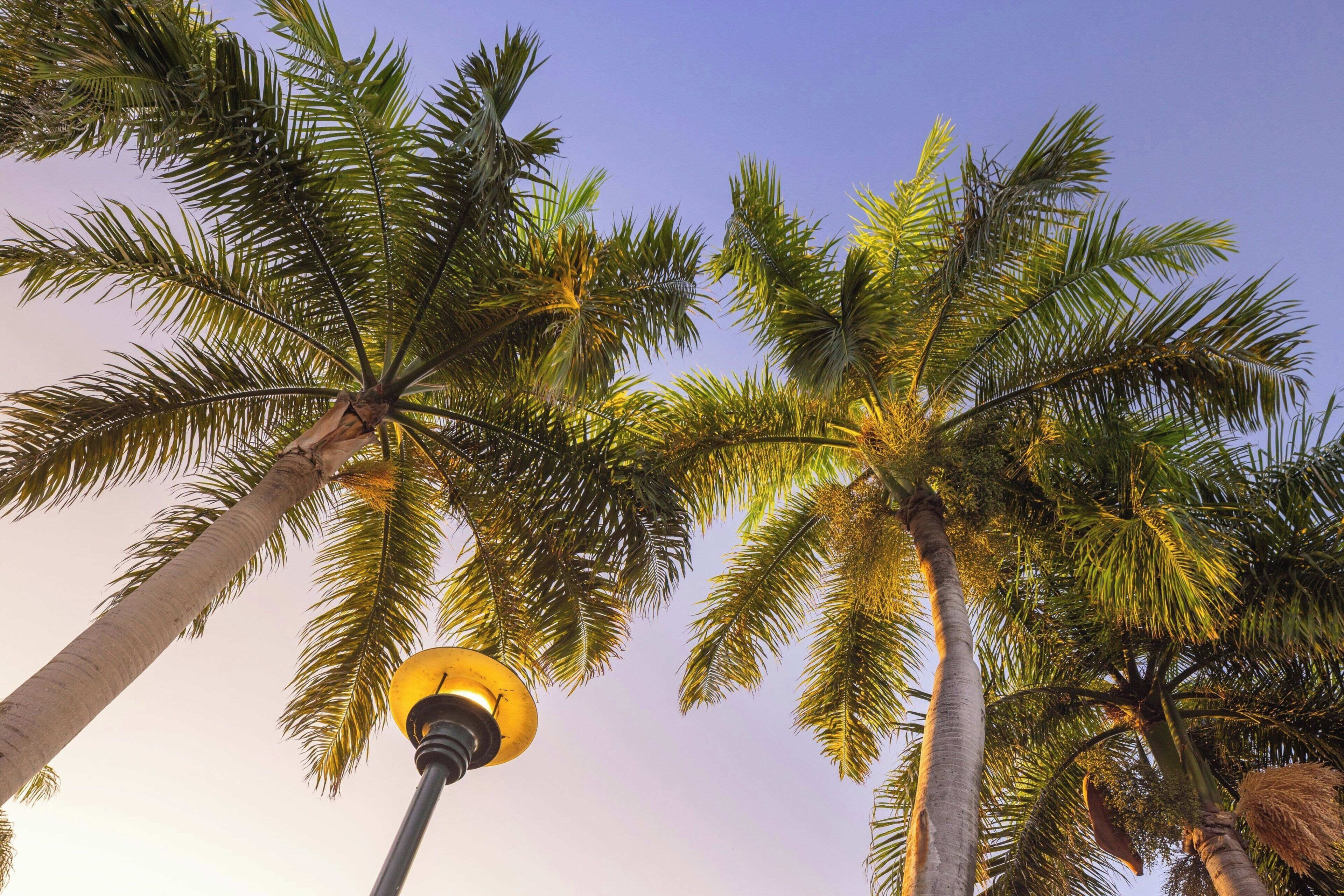 A street view with tall palm trees and a street lamp.