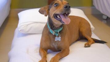 A dog lying on a white bed with a pillow, wearing a turquoise collar with a tag.