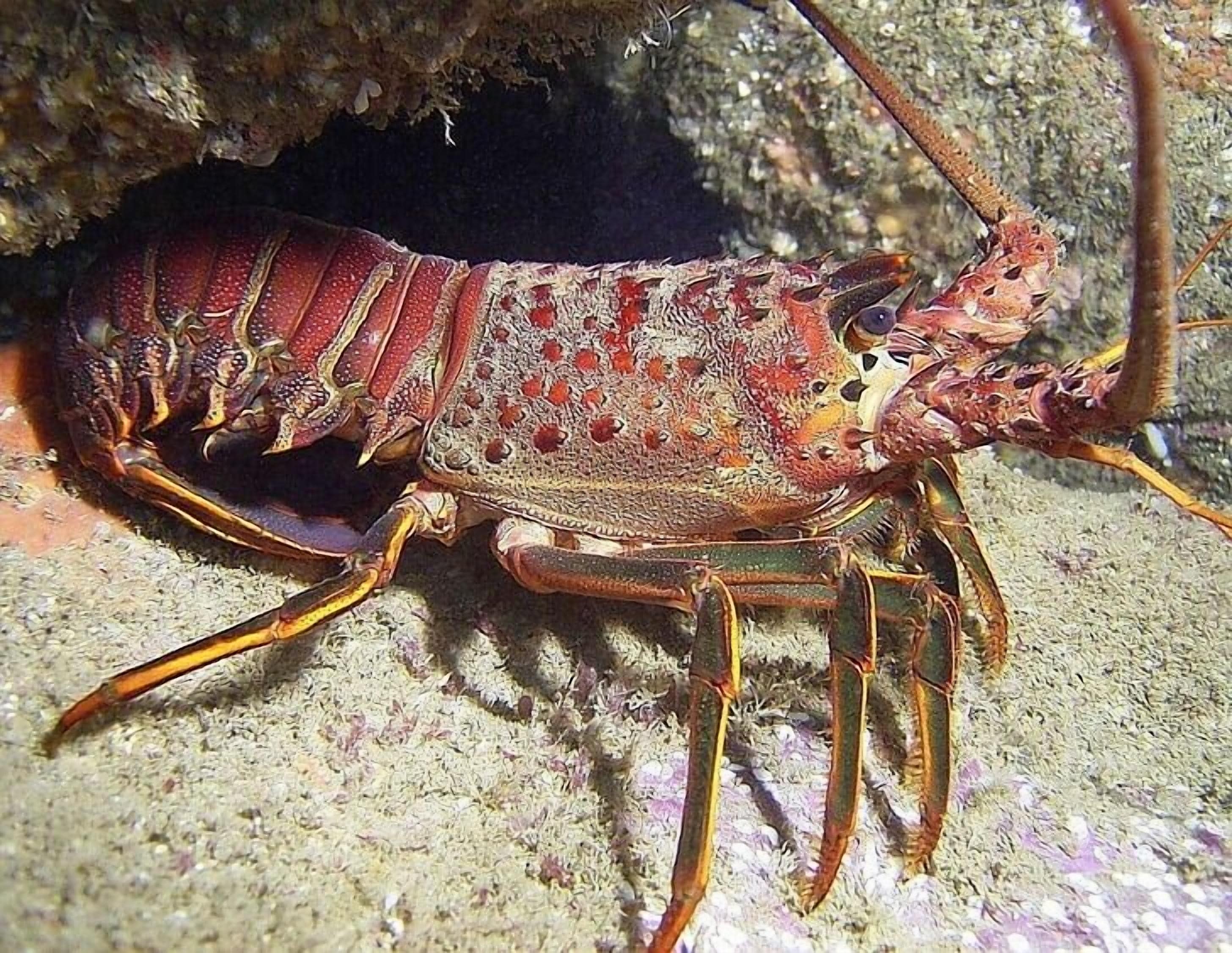 Un homard à l’exosquelette brun rougeâtre et aux longues antennes, posé sur une surface rocheuse.