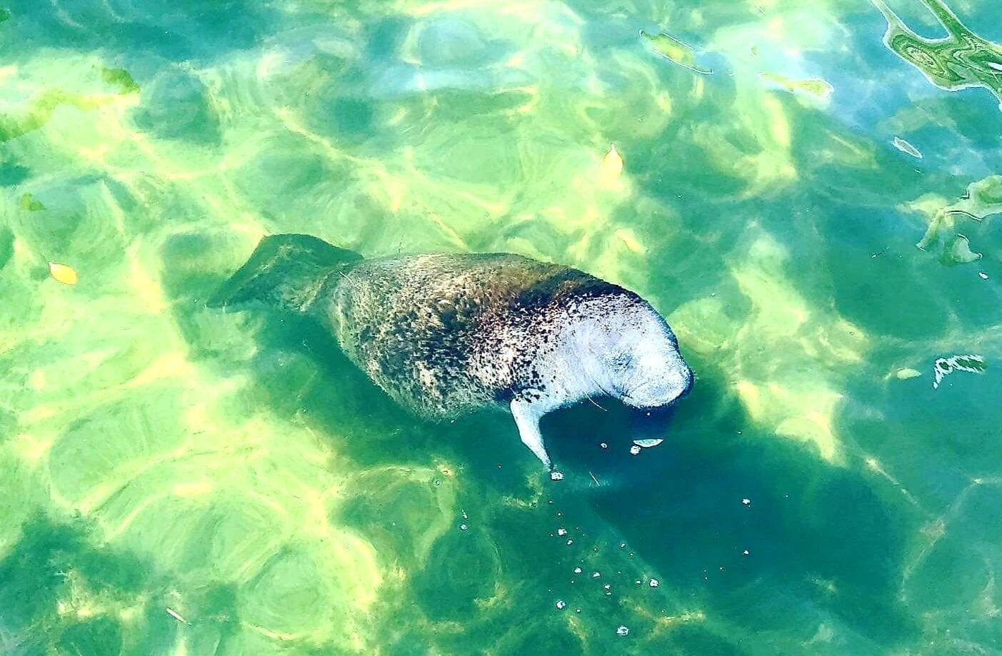 A large fish swimming in clear, shallow water.