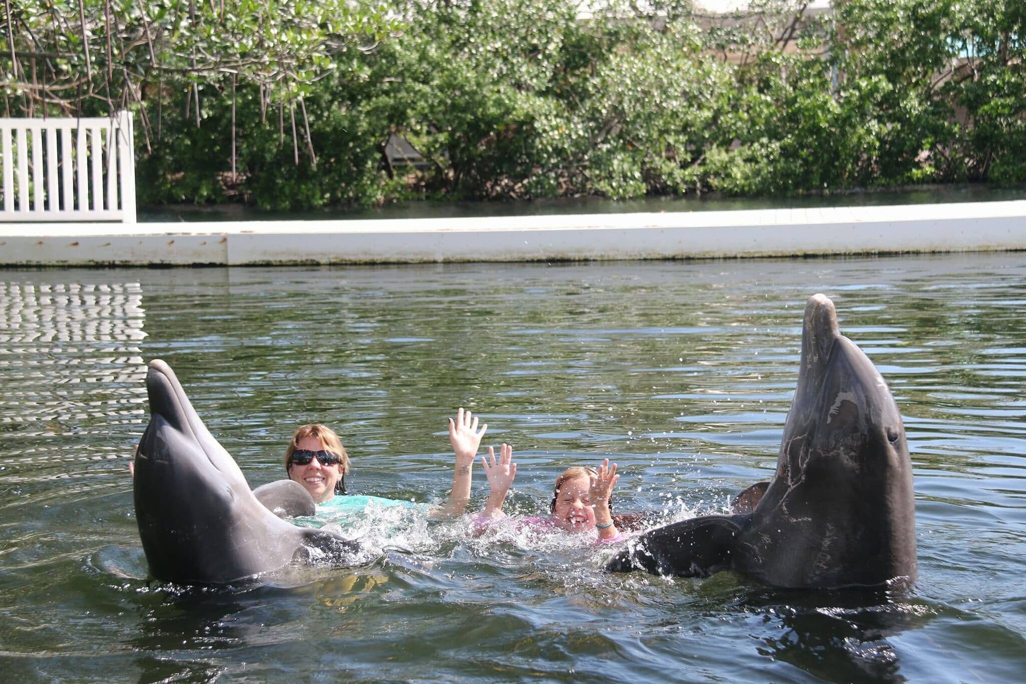 Une piscine à dauphins, avec une clôture blanche et un décor de verdure en arrière-plan.