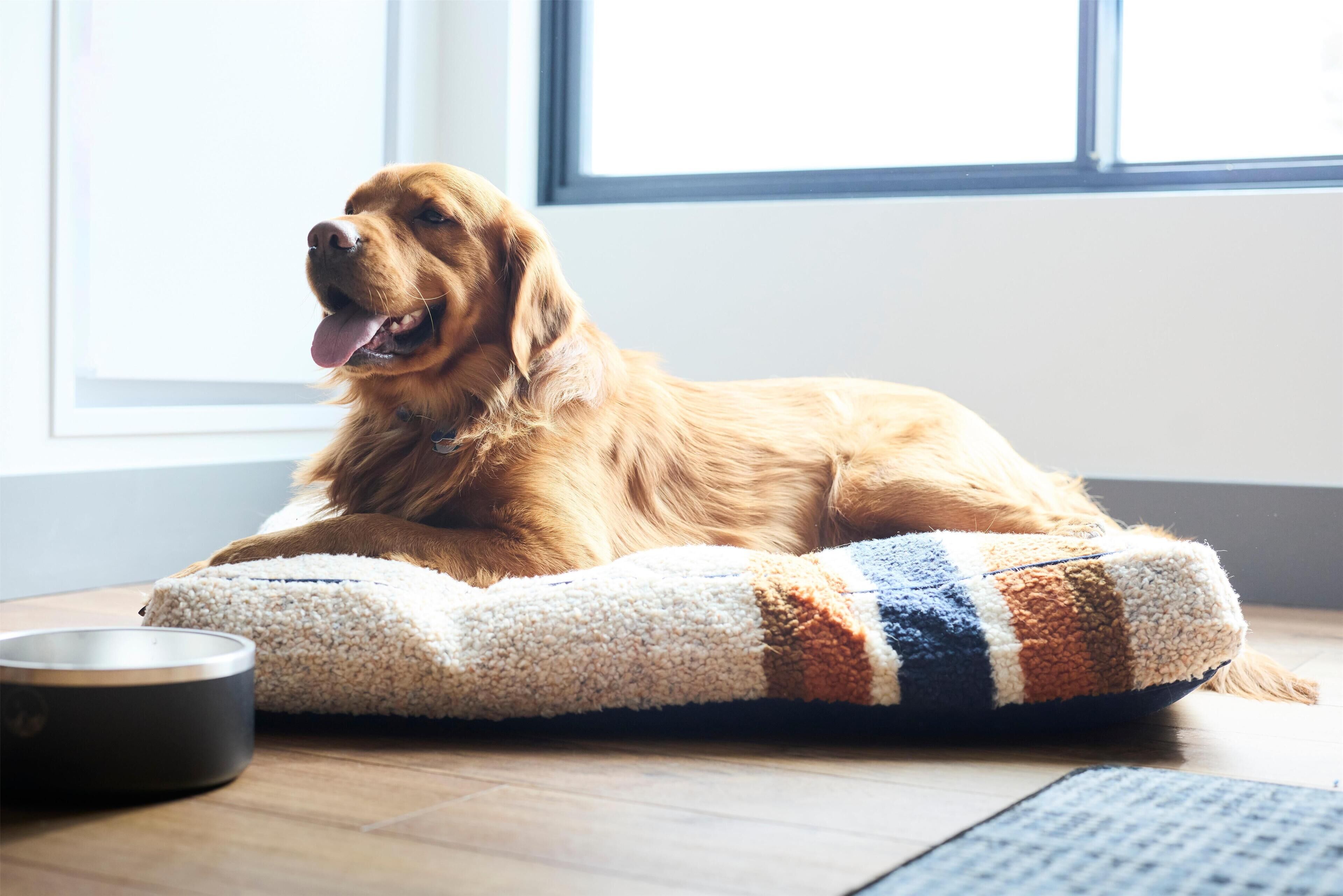 A dog lying on a multi-colored pet bed next to a food bowl.