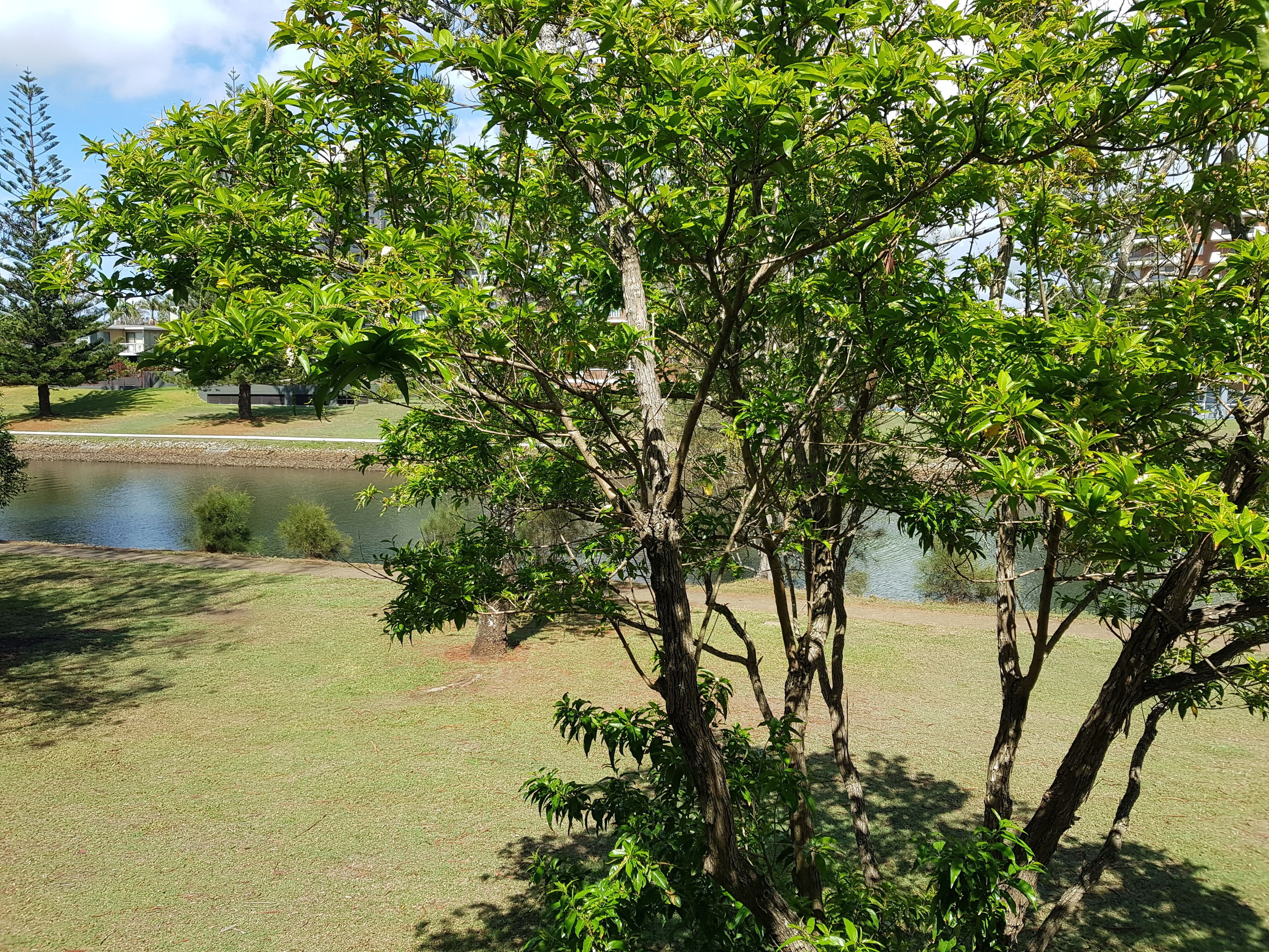 A grassy area with trees and a body of water.