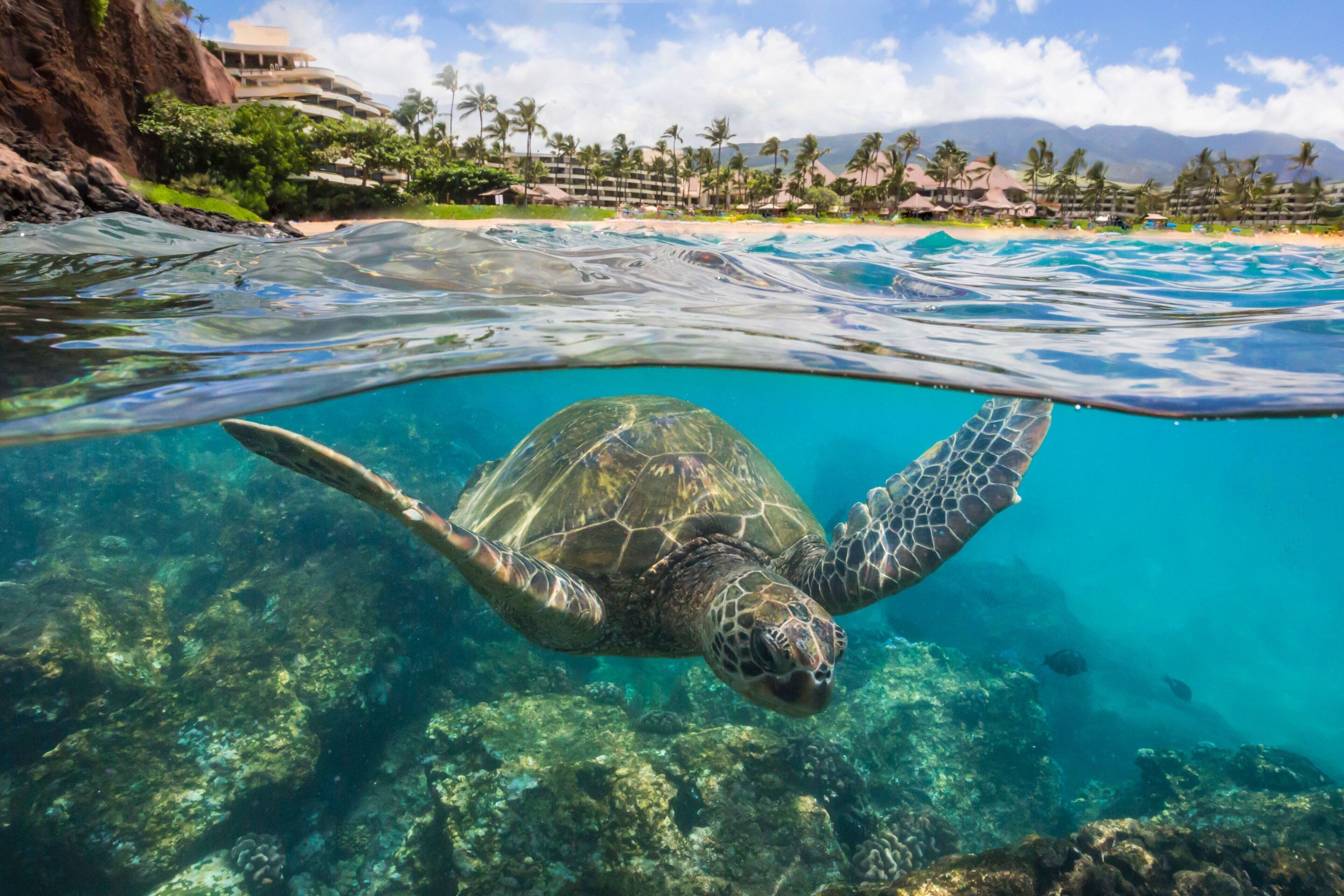 Una tortuga marina nada cerca de una playa, con un complejo turístico al fondo.