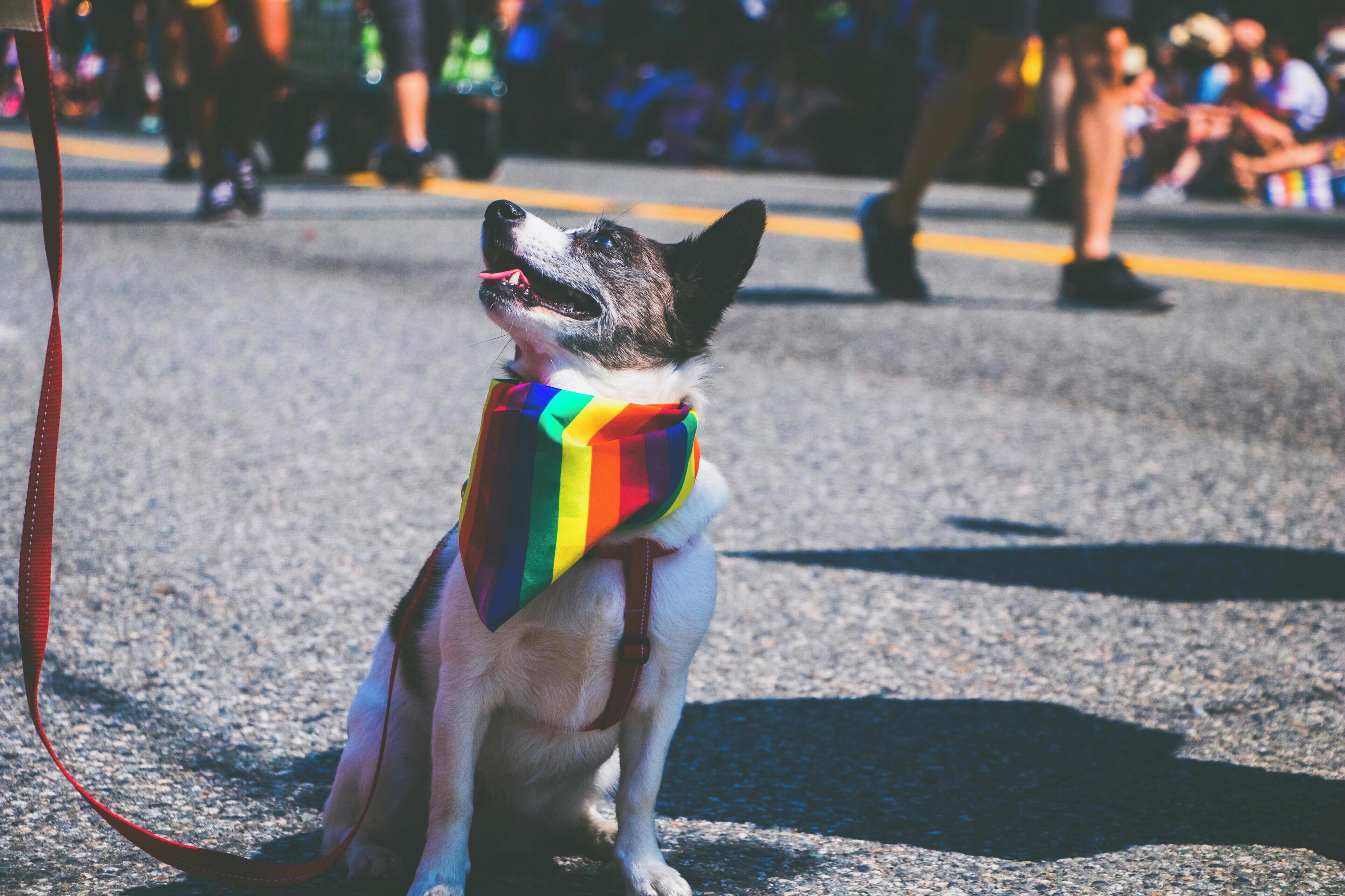 A dog wearing a rainbow-colored outfit sitting on a street.