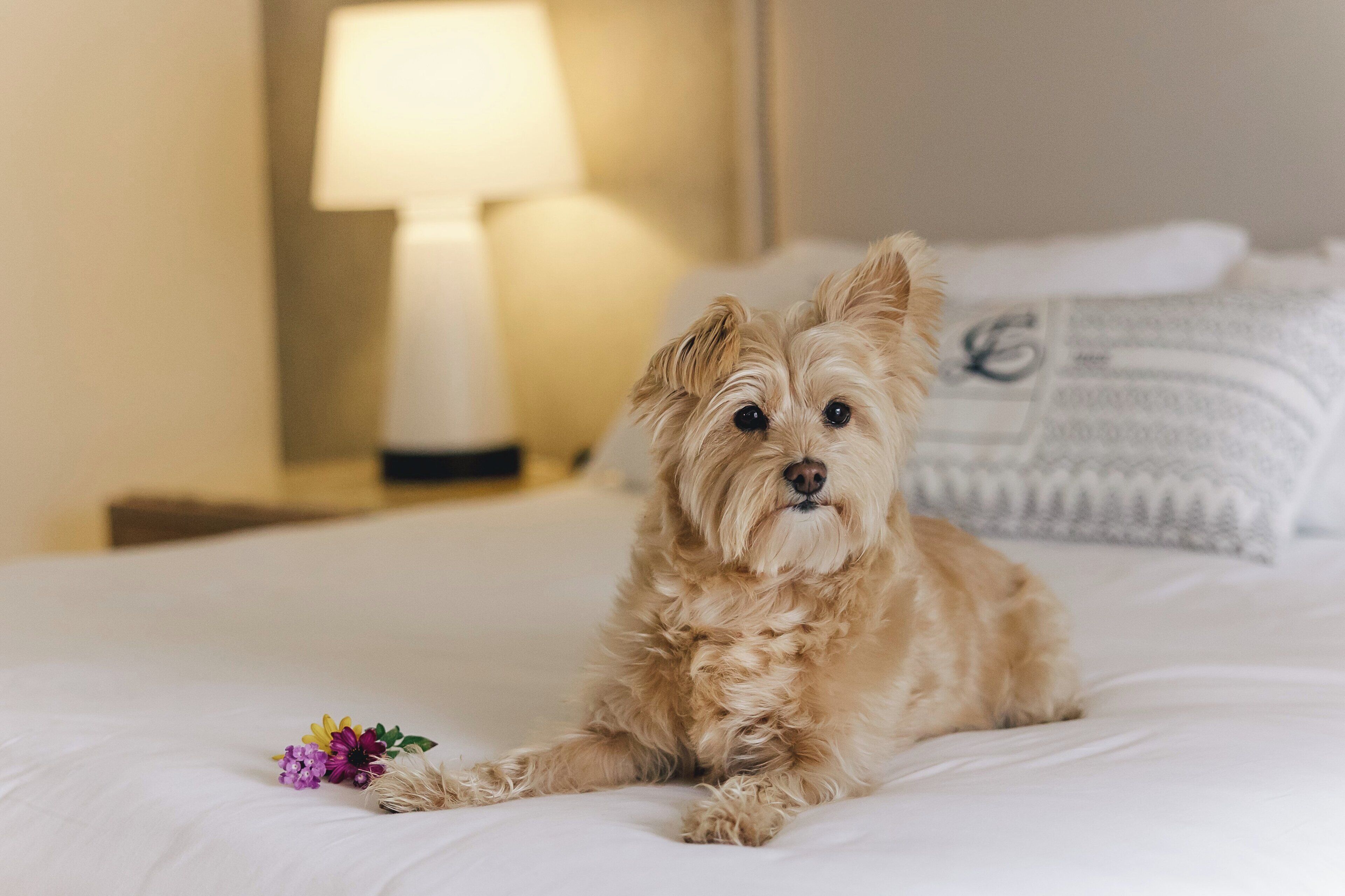 A dog lying on a bed with a lamp in the background.