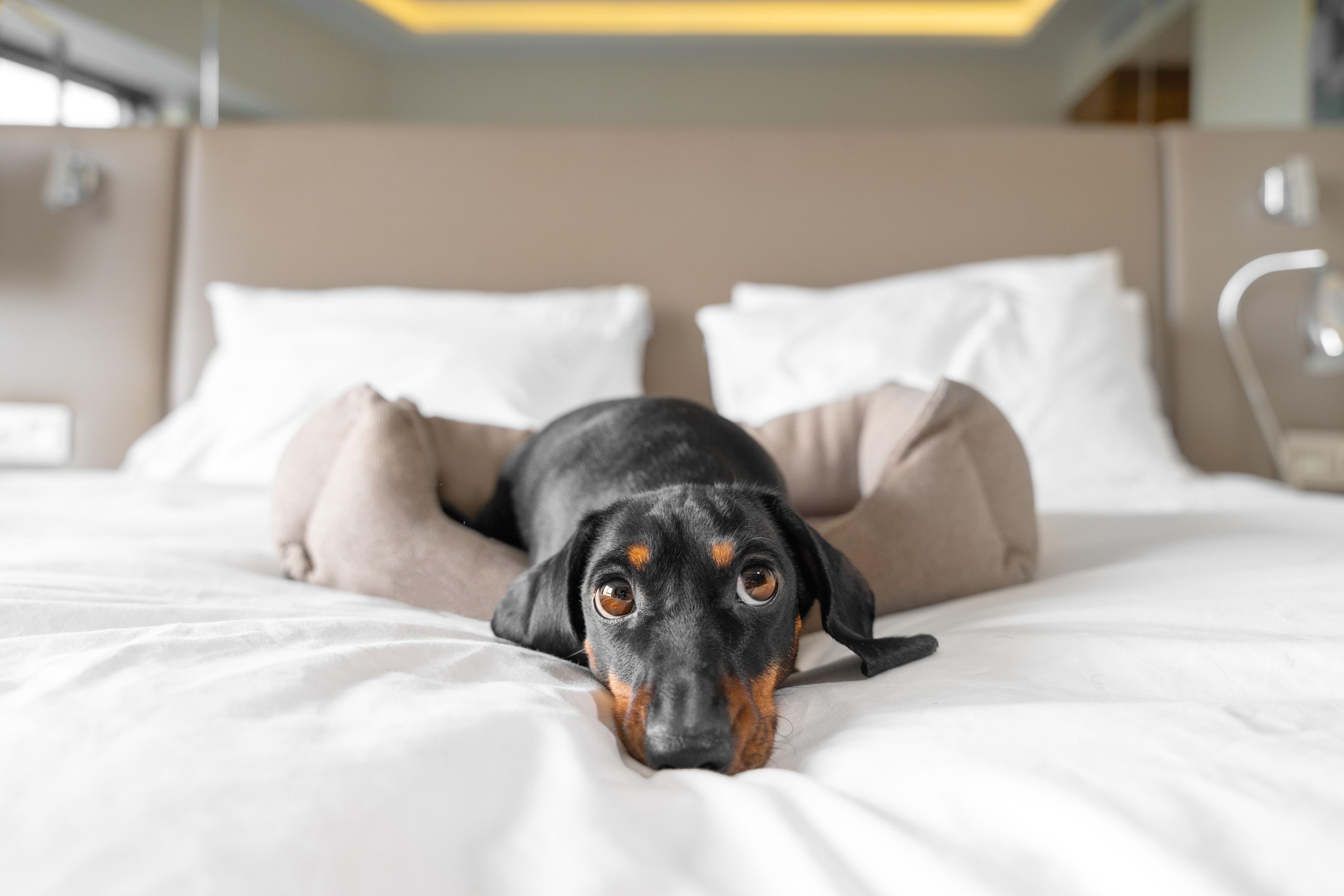 Un chien allongé sur un lit doté d’une tête de lit et de coussins.