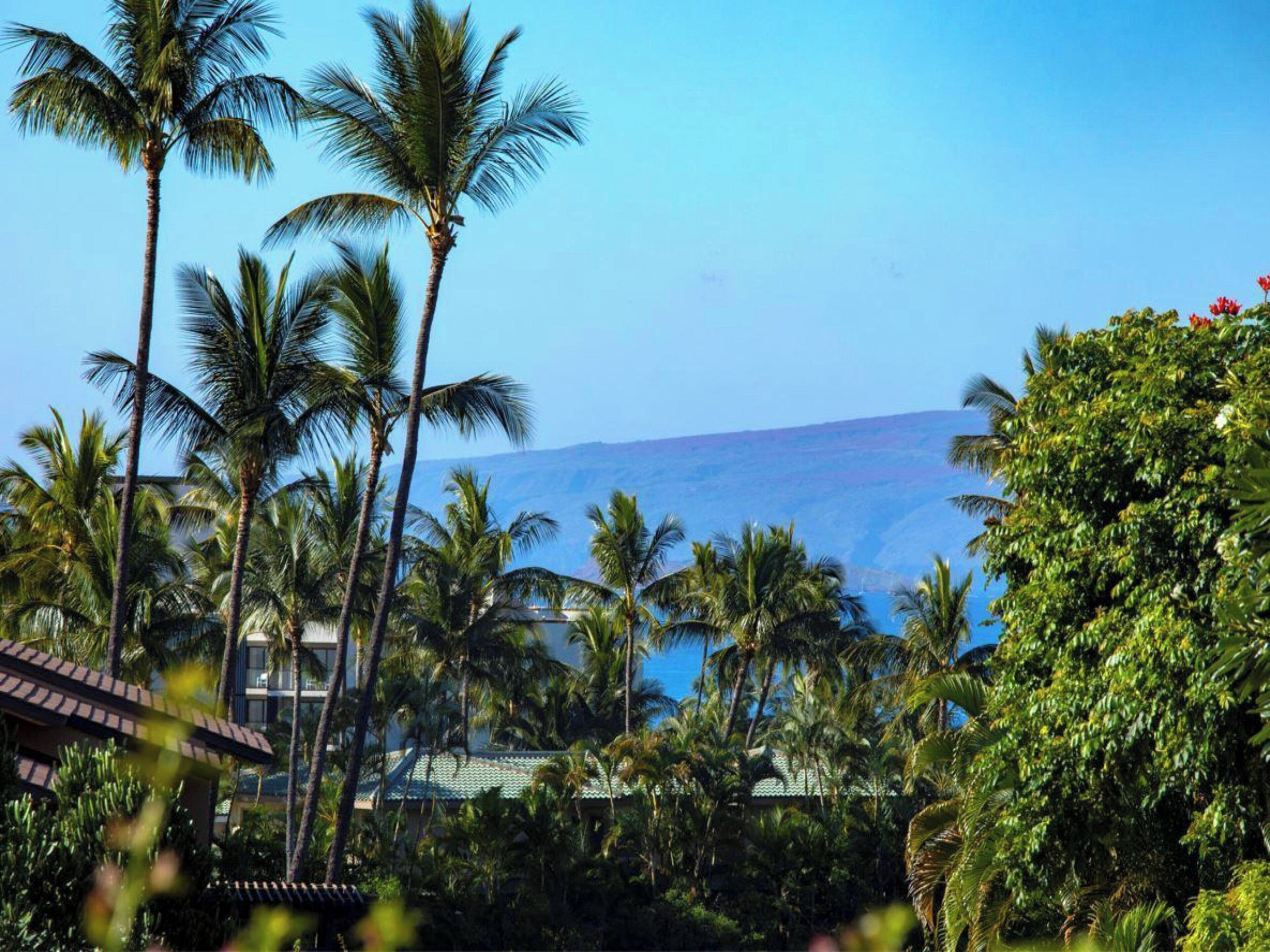 Un resort tropical con palmeras, una montaña al fondo y arquitectura tradicional.