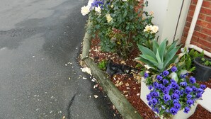 A garden area with a wooden fence, potted plants, and flowers. - Werribee Motel & Apartments (Werribee)