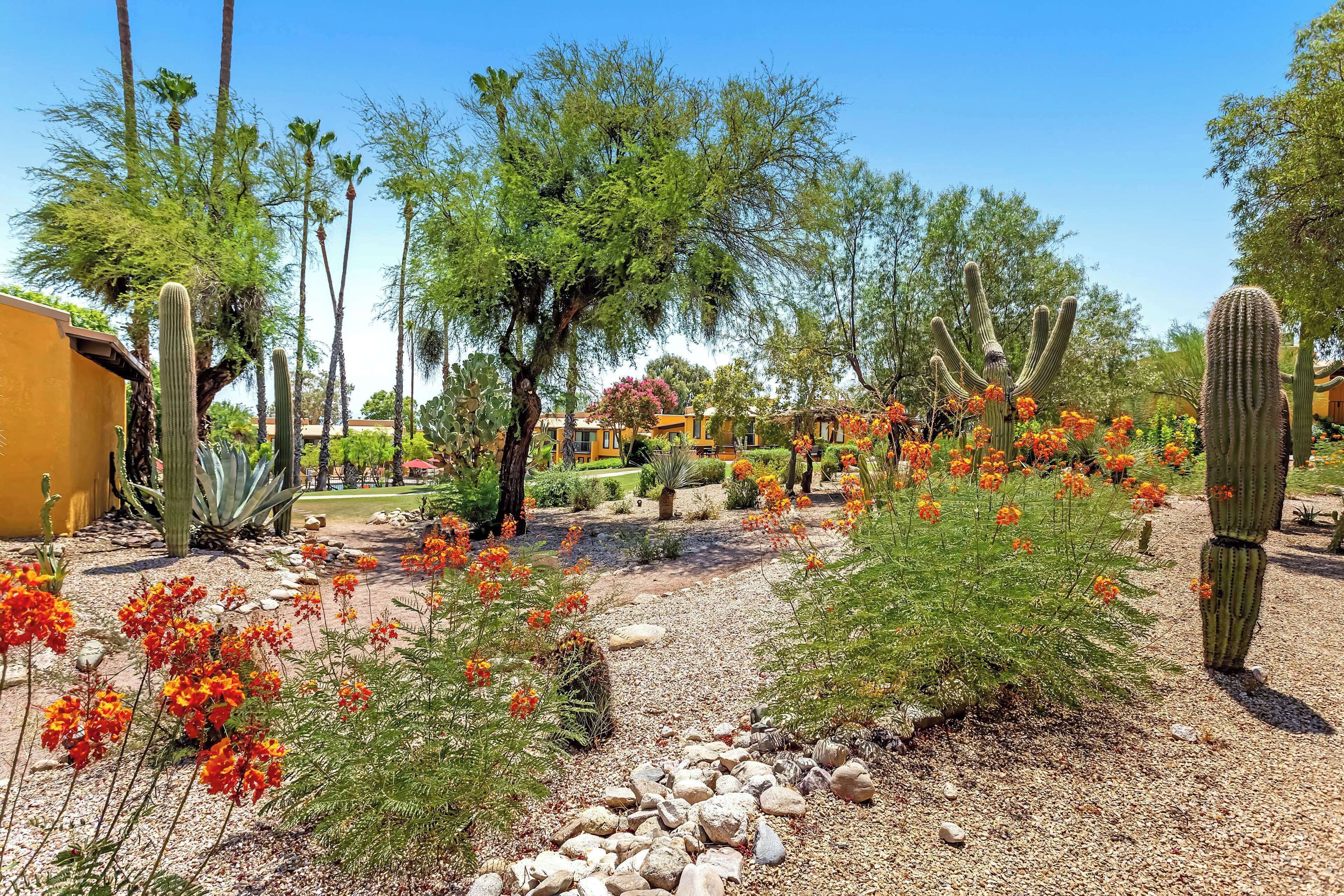A desert garden with cacti, flowering plants, and a clear blue sky.