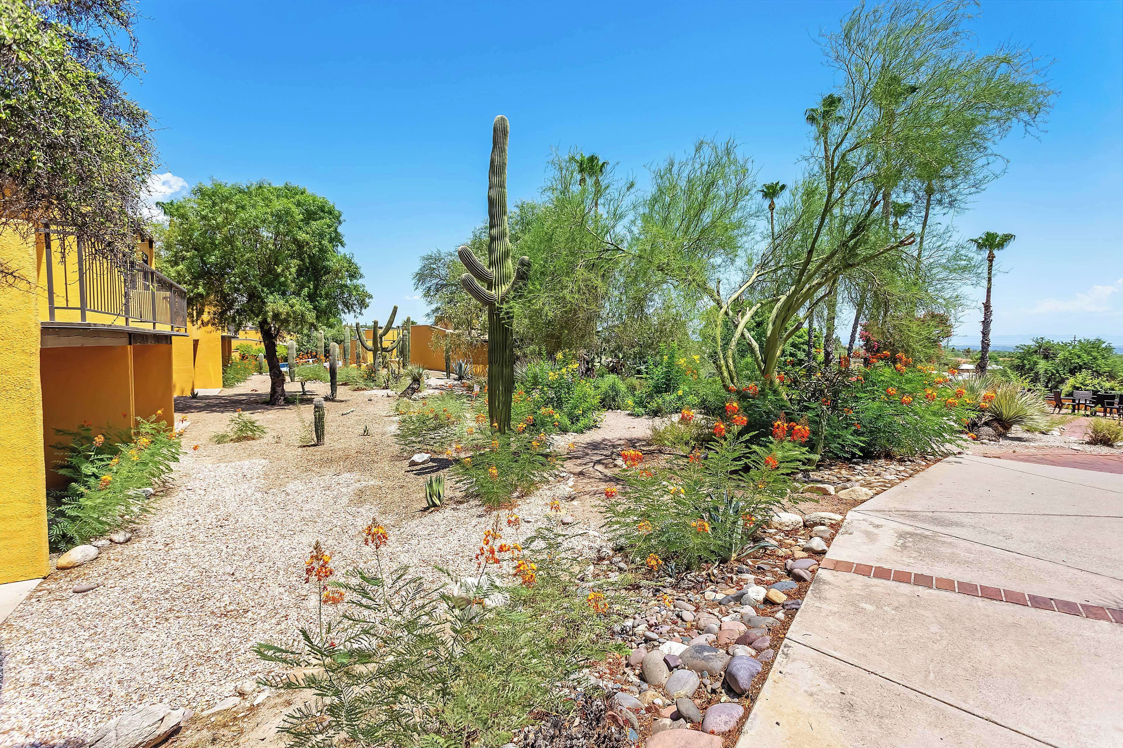 A desert garden with cacti and flowering plants, a paved walkway, and a yellow building with a balcony.