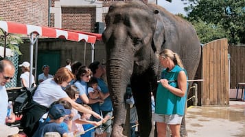 A group of people interacting with an elephant in an outdoor setting.