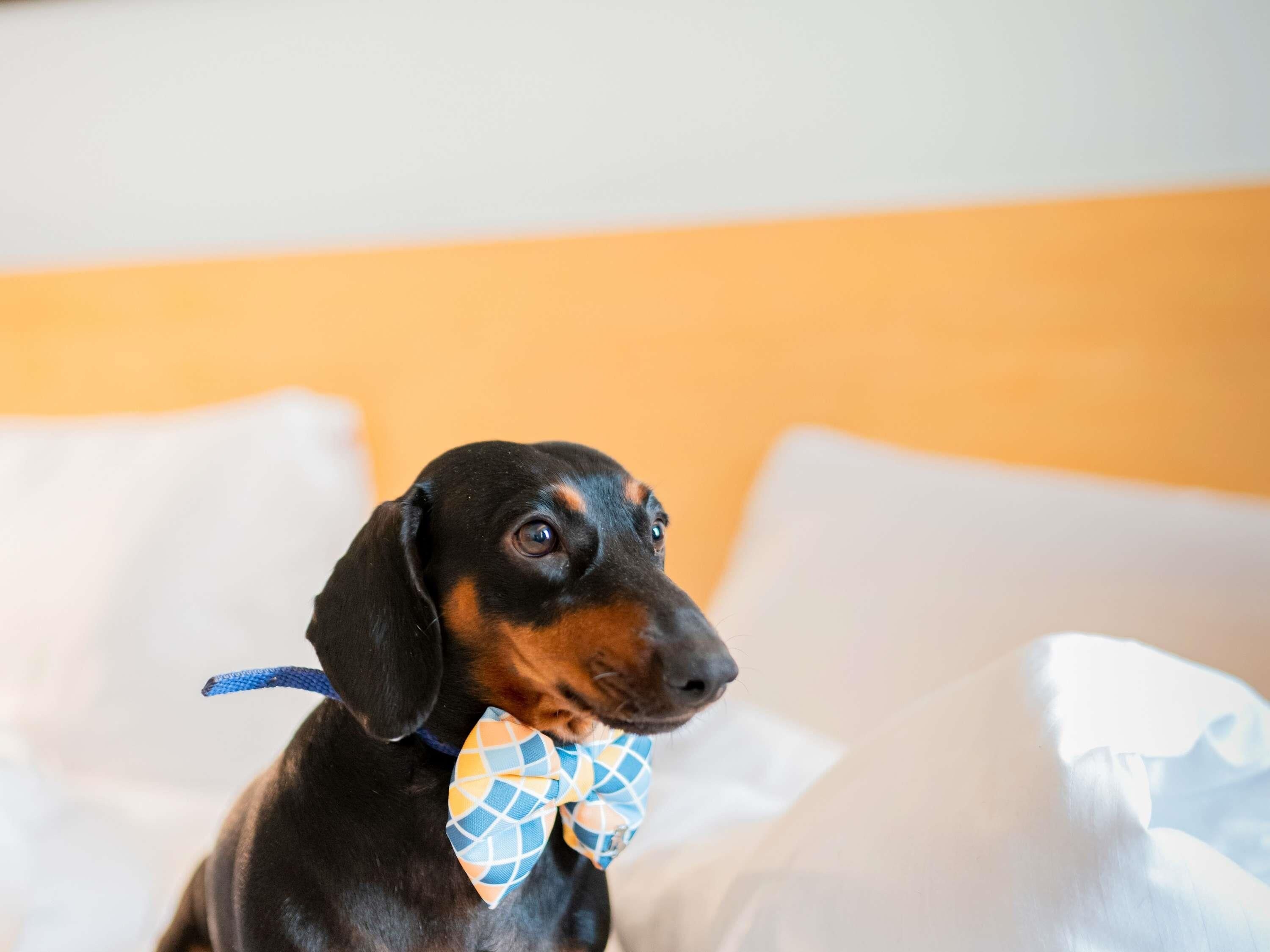 A dog with a bow tie sitting on a bed with white sheets.