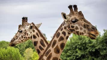 Two giraffes in a natural setting with trees in the background.