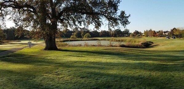 Un parcours de golf avec un grand arbre, un étang et un ciel dégagé.