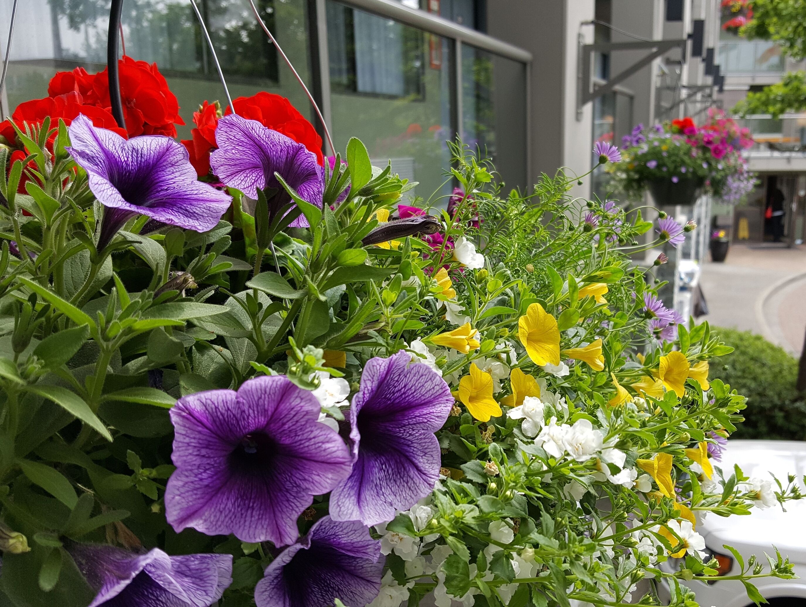 A variety of flowers in a hanging basket, including purple, red, yellow, and white blooms.