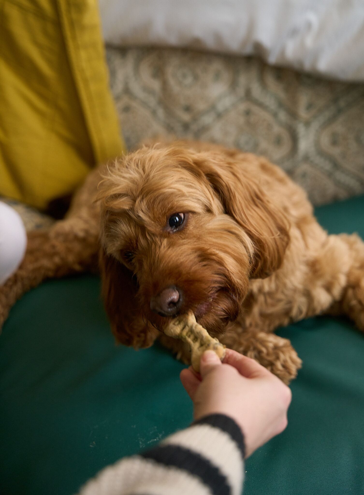 A small, curly-haired dog lying on a green surface, possibly a bed or couch, with a patterned cushion in the background.