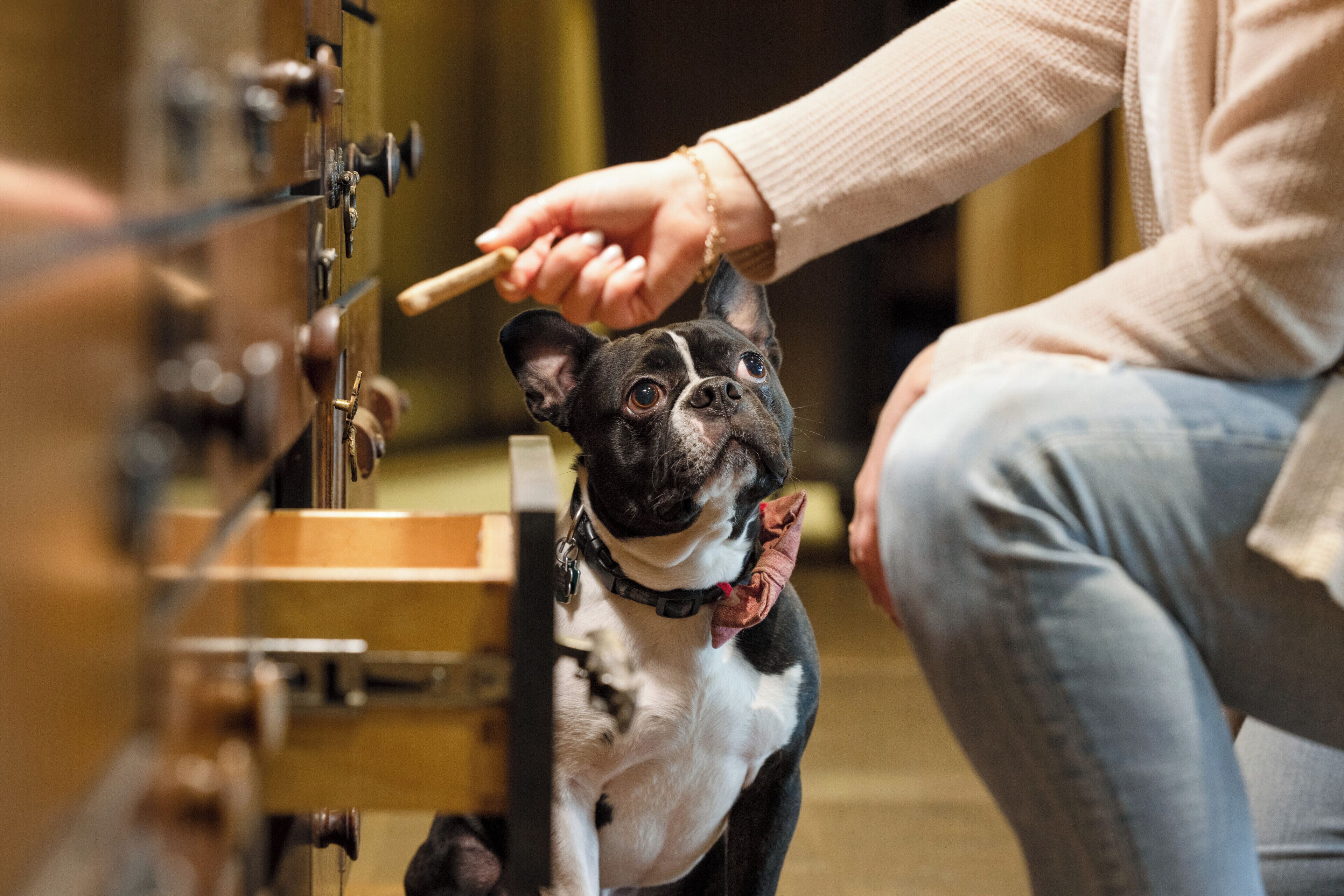 pet-friendly amenities