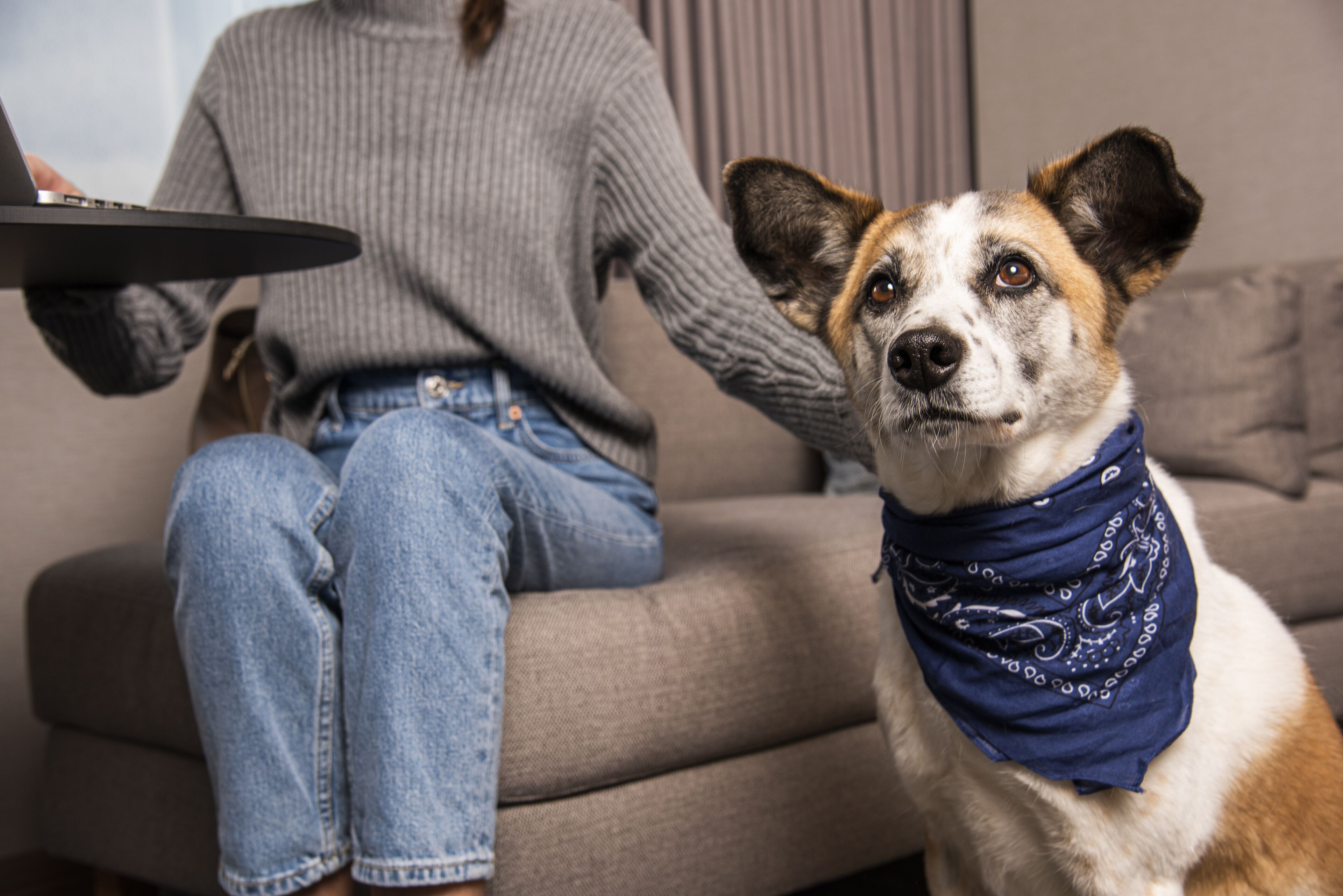 A person sitting on a couch with a dog wearing a bandana.