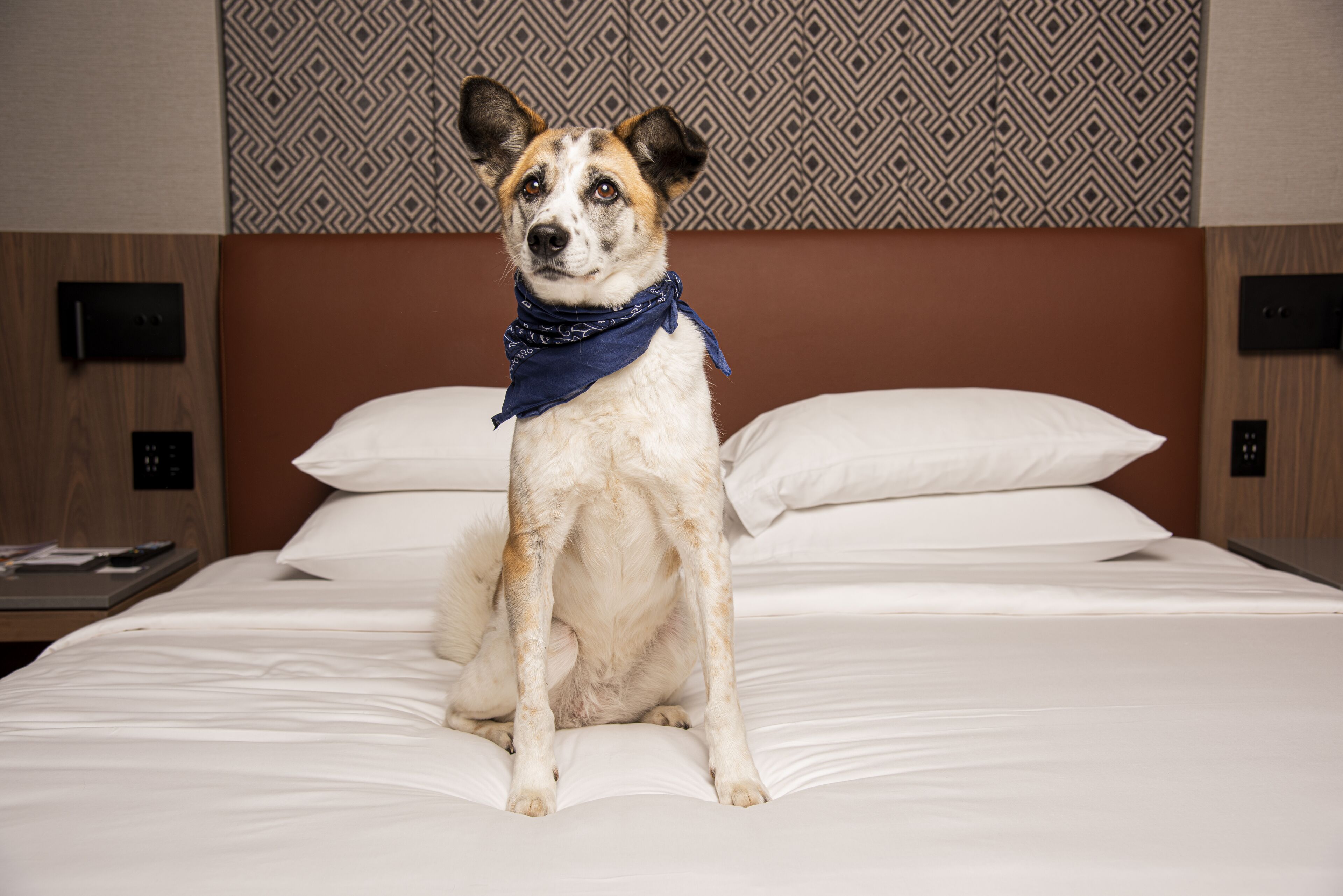 Un chien est assis sur un lit recouvert d’une literie blanche, et un mur à motifs se trouve derrière lui.