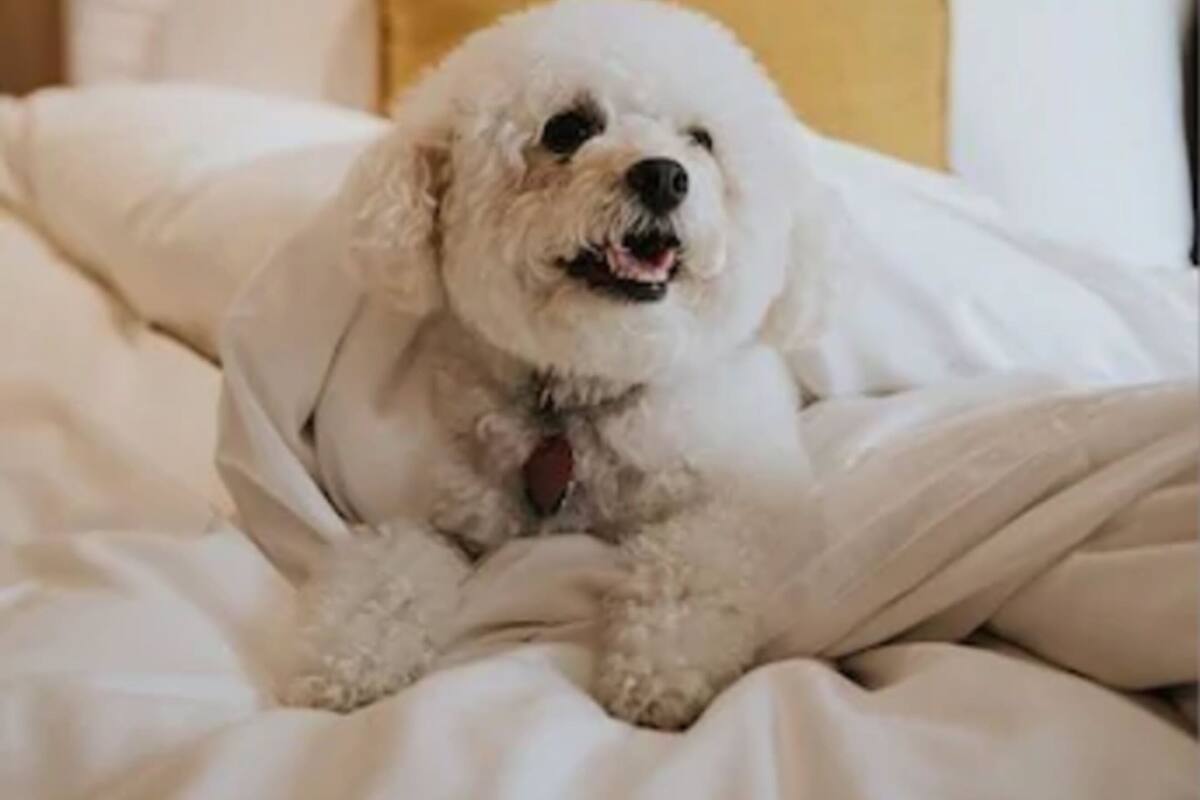 A white dog sitting on a bed with white and yellow pillows.